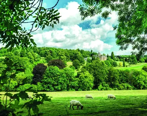 OptimizedImage,Optimized